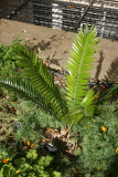 Encephalartos senticosus RCP7-10 107.jpg